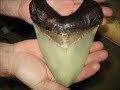 Huge Megaladon shark SIGHTINGS!! 2011
