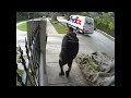 FedEx Guy Throwing My Computer Monitor