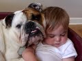 Bulldog and baby video