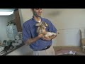 Want a Pet Rabbit?