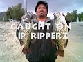 Lip RipperZ Fishing Lures - #1 Bait For Trout, Crappie, and Bream