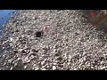 HOW TO FIND GOLD!!!! IN A GRAVEL BAR!!!