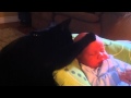Cat soothing crying baby to sleep
