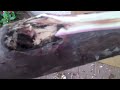 How to Make an Authentic English Longbow: Part 1, From Stick to Stave