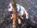 pitbull vs chainsaw