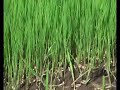 Reis Experiment Philippinen Version 21.April 2008