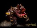 Video of Flamboyant cuttlefish