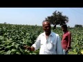 Shakambari Agriculature 05