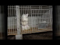 The Truth Behind Angora Fur