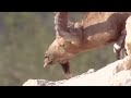 The Parodies #7 - Ελληνικά και Κυπριακά Ζώα (Part 2)