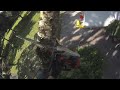 Spider leg rigging | Tree rigging techniques