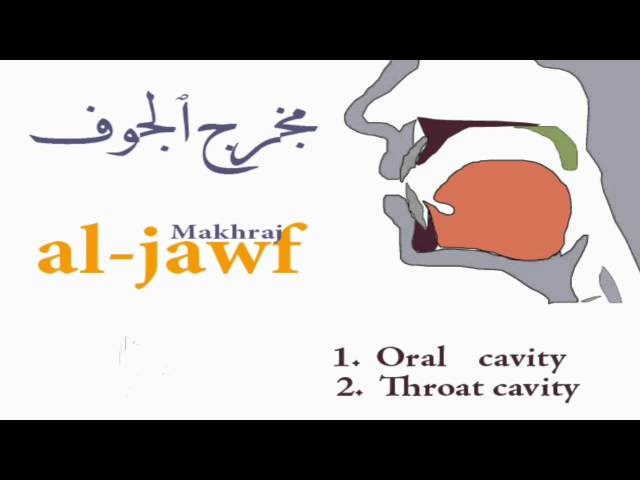 Tajweed lesson 2: Introduction to the oral cavity makhraj