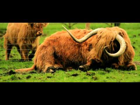 Timberbush Tours Official Video