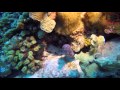 Video of Spotted Moray Eels, Green Moray Eels, and a Sharptail Eel