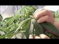 Health Canada Fails to Properly Oversee Medical Marijuana Growing by Legal Growers