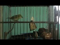 Pleci Ngerol + Ngalas Mantap