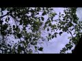Pure Schumann Resonance Meditation Frequency 60Hz