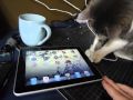 Un chat joue avec un iPad. Bon ca fait un peu cher le jouet pour un chat mais bon c est marrant
