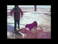 Labradors Are Awesome: Compilation