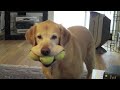 Labradors Are Awesome: Compilation