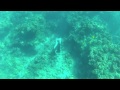 Free Diving Manele Bay in Lanai