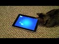 Rocky playing with Friskies Cat Fishing iPad app
