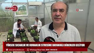 Yüksek sıcaklık ve kuraklık stresine dayanıklı biberler geliyor