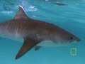 Tiger Sharks vs. Turtles
