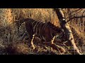 World's Deadliest - Tiger vs. Monkeys