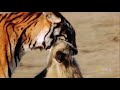 World's Deadliest - Tiger vs. Monkeys