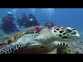 Best of Scuba Diving Anilao, Philippines in September 2017 | 