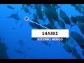 Video of Shark