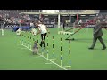 Winning team large dogs, FCI Dog Agility World Championship 2013, South Africa: Switzerland