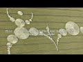 ALIENS MAKE CROP CIRCLES, BEST EVIDENCE EVER - Cosmic Wakening