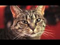 Top viral videos of 2012