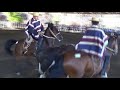 Yeguas paridas y caballos topeando de grandes criaderos