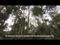 Forêt