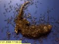 Time lapse - whole gecko eaten by ants in just a few hours!