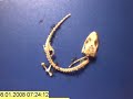 Time lapse - whole gecko eaten by ants in just a few hours!