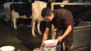 Manajemen Penanganan Hasil Produksi Susu Segar