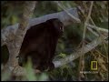 Howler Monkeys