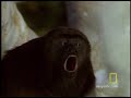 Howler Monkeys