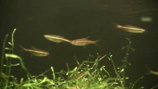 redline rasbora