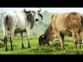 RANCHO LOS COYOLES CEBÚ SARDO NEGRO GYR LECHERO