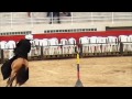Criadero Marengo Diamante de Barbas Exposision Equina EDCA 2013, Caballos Trotones Galoperos