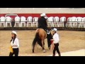 Criadero Marengo Diamante de Barbas Exposision Equina EDCA 2013, Caballos Trotones Galoperos