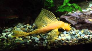 albino sailfin bristle Mqdefault
