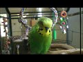 You Sank My Baby Bird!