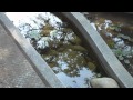 Sony【少年ㄟ環保心聲】-利用水生植物淨化回收水1  pic