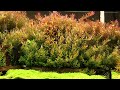 Planted Tank Update Episode 5